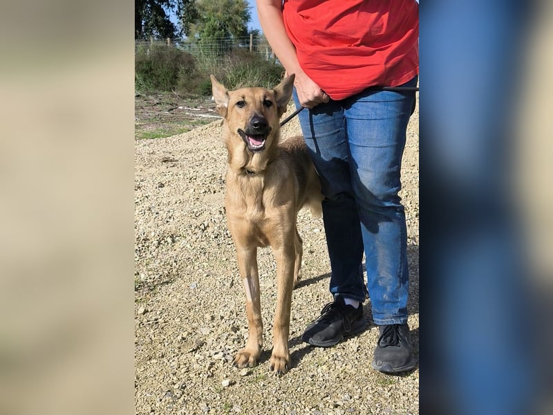 Smartie, Mix Schäferhund / Malinois