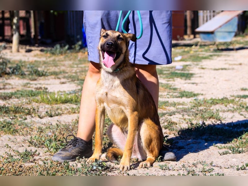 Cindy, Mix Schäferhund / Malinois, lieb und sozial