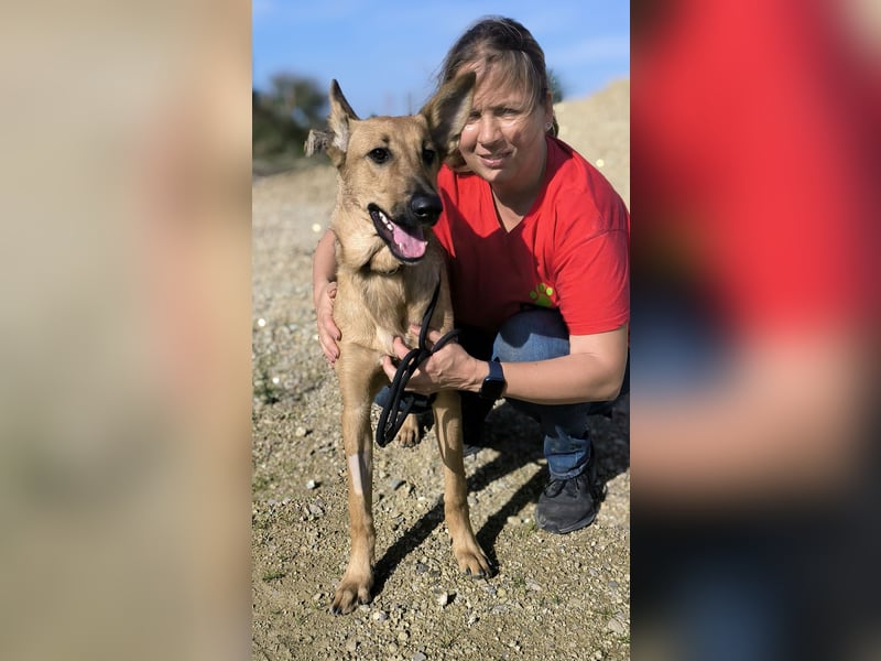 Smartie, Mix Schäferhund / Malinois