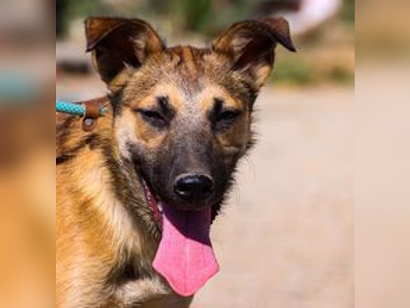 Cindy, Mix Schäferhund / Malinois, lieb und sozial