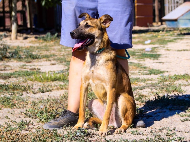 Cindy, Mix Schäferhund / Malinois, lieb und sozial