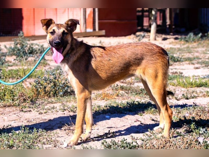 Cindy, Mix Schäferhund / Malinois, lieb und sozial