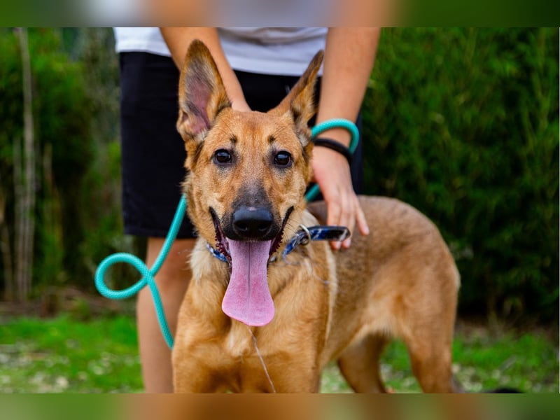 Smartie, Mix Schäferhund / Malinois