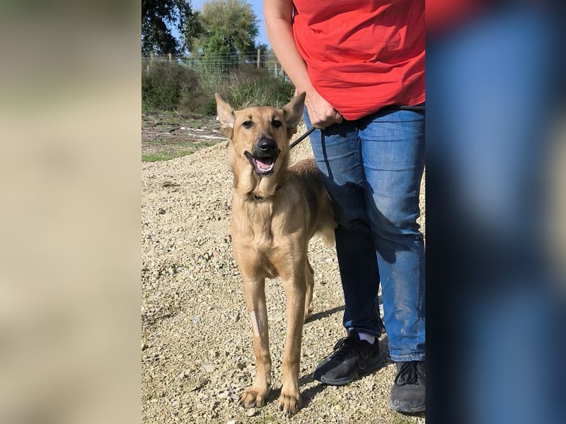 Smartie, Mix Schäferhund / Malinois