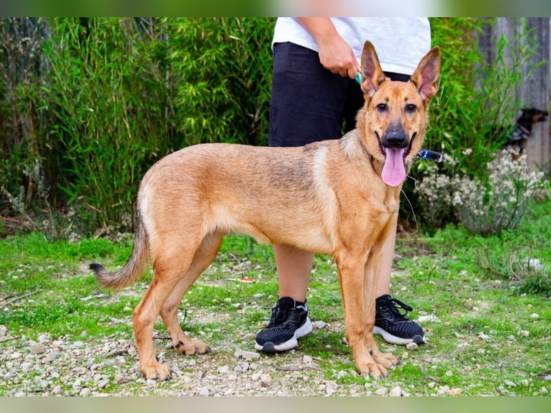 Smartie, Mix Schäferhund / Malinois