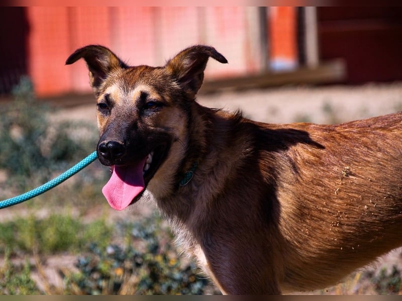 Cindy, Mix Schäferhund / Malinois, lieb und sozial