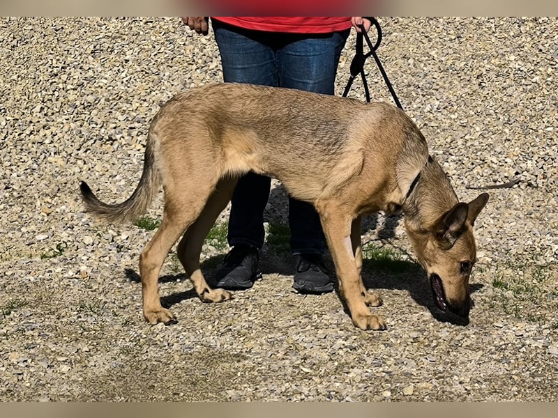 Smartie, Mix Schäferhund / Malinois