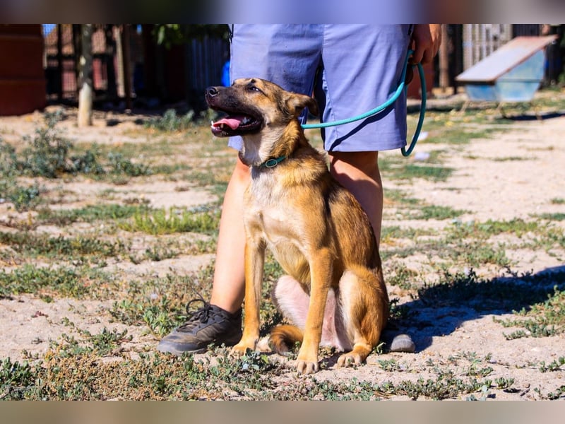Cindy, Mix Schäferhund / Malinois, lieb und sozial