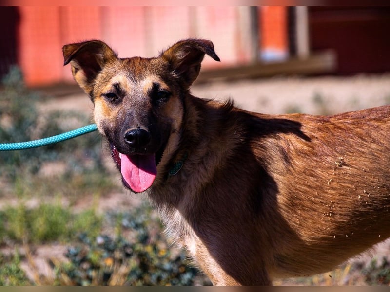 Cindy, Mix Schäferhund / Malinois, lieb und sozial