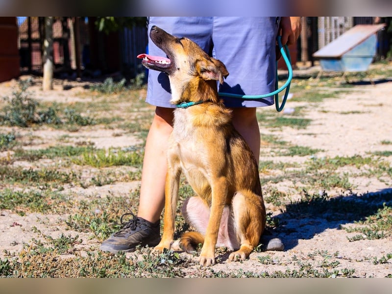 Cindy, Mix Schäferhund / Malinois, lieb und sozial