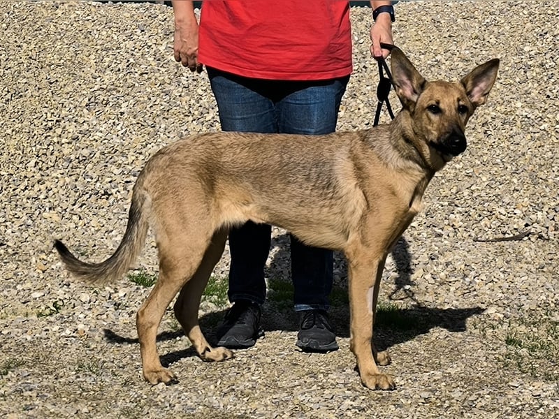 Smartie, Mix Schäferhund / Malinois