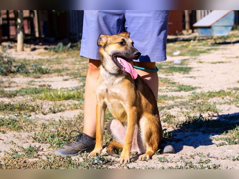 Cindy, Mix Schäferhund / Malinois, lieb und sozial