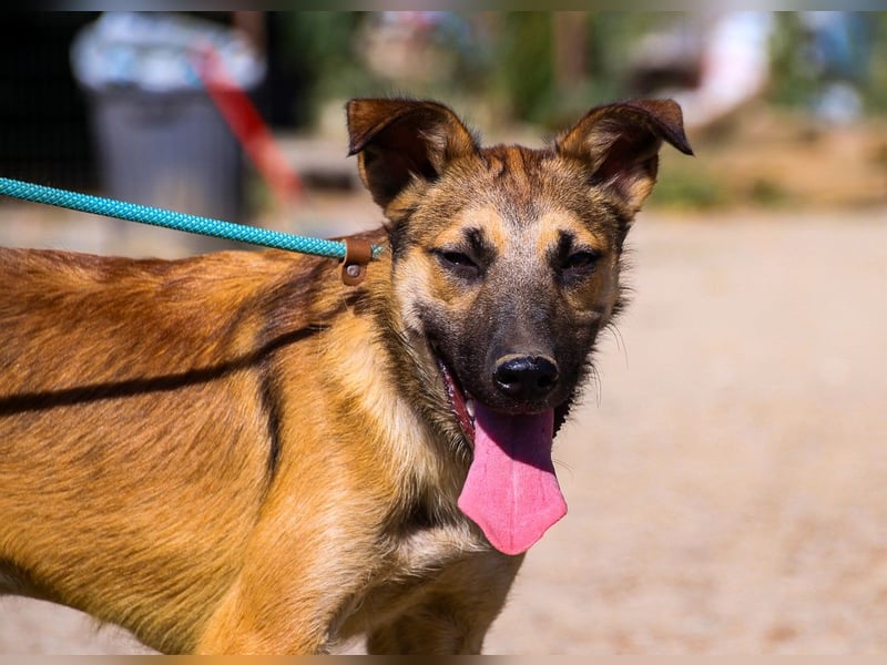 Cindy, Mix Schäferhund / Malinois, lieb und sozial