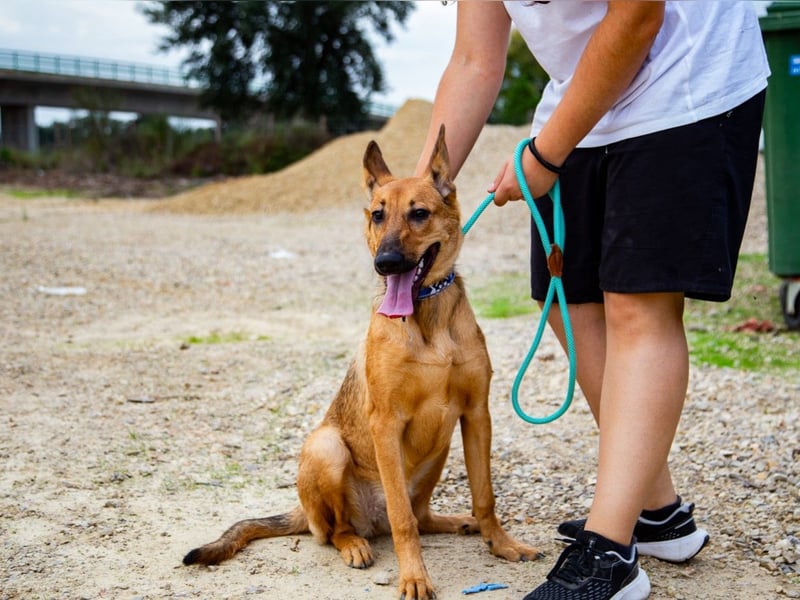 Smartie, Mix Schäferhund / Malinois