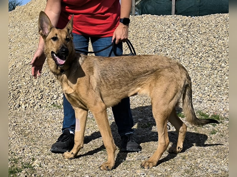 Smartie, Mix Schäferhund / Malinois