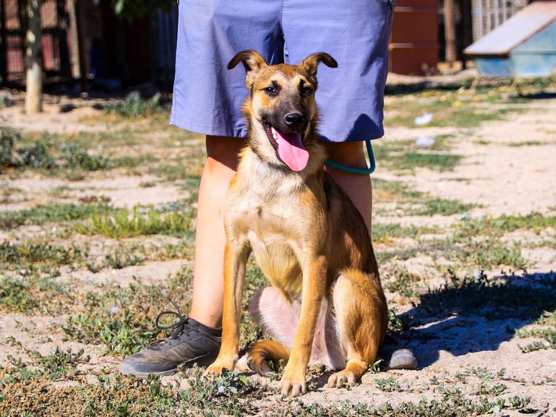 Cindy, Mix Schäferhund / Malinois, lieb und sozial