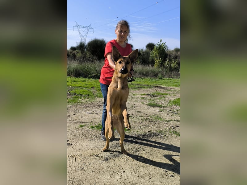 Smartie, Mix Schäferhund / Malinois