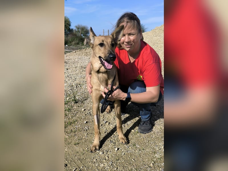 Smartie, Mix Schäferhund / Malinois
