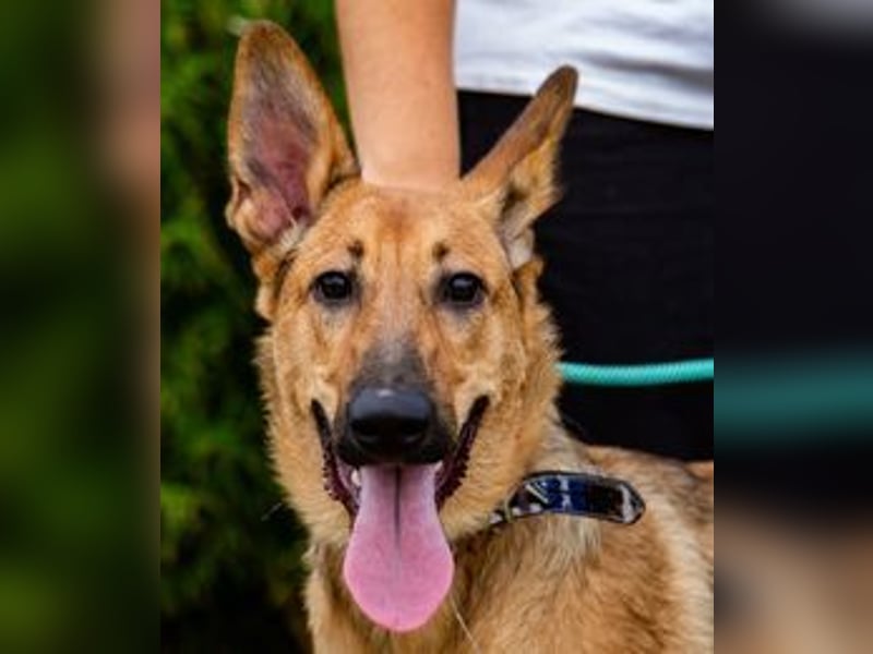 Smartie, Mix Schäferhund / Malinois