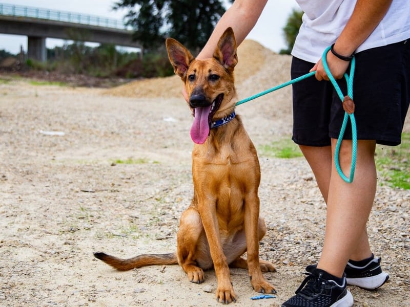 Smartie, Mix Schäferhund / Malinois