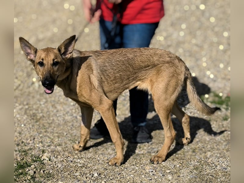 Smartie, Mix Schäferhund / Malinois