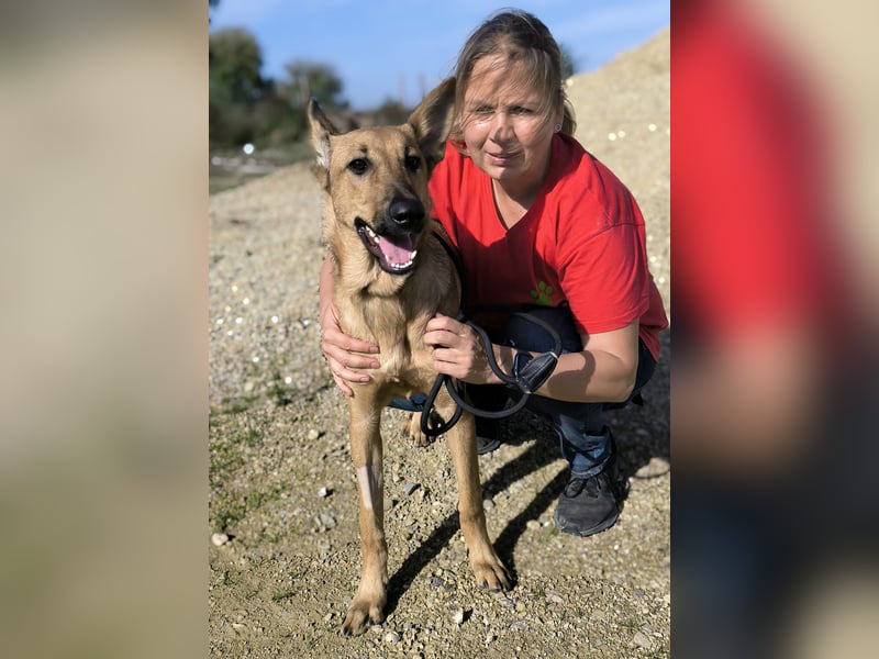 Smartie, Mix Schäferhund / Malinois