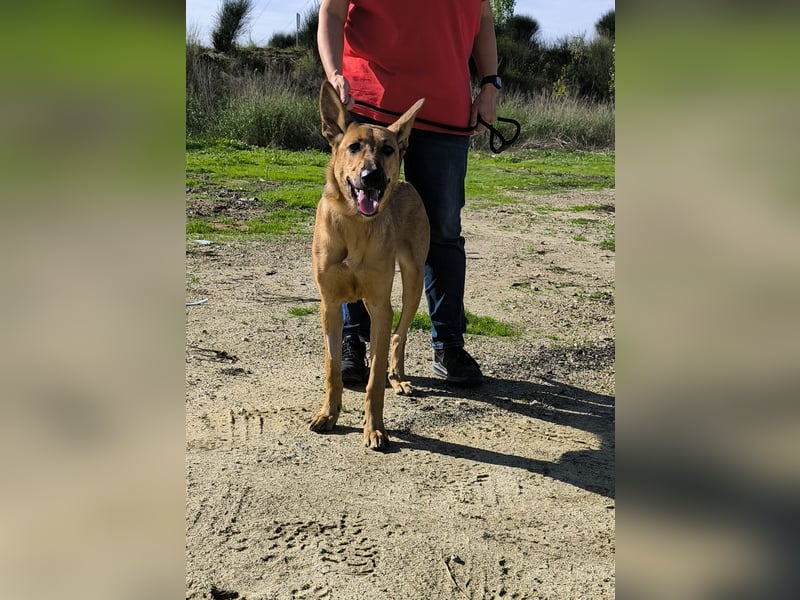 Smartie, Mix Schäferhund / Malinois