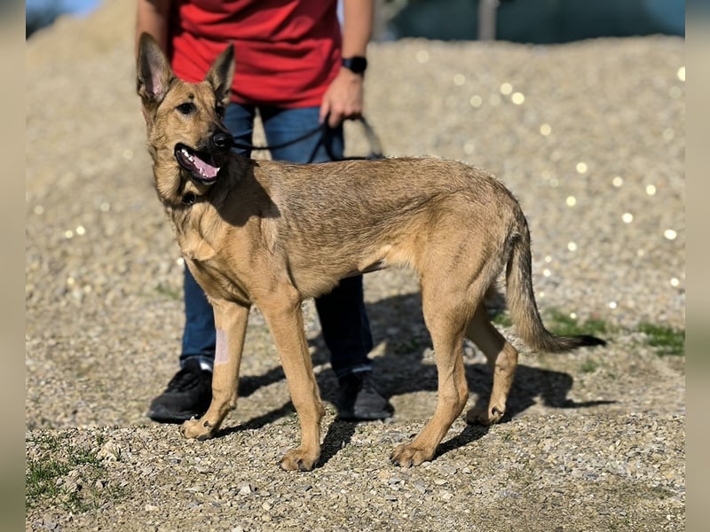 Smartie, Mix Schäferhund / Malinois