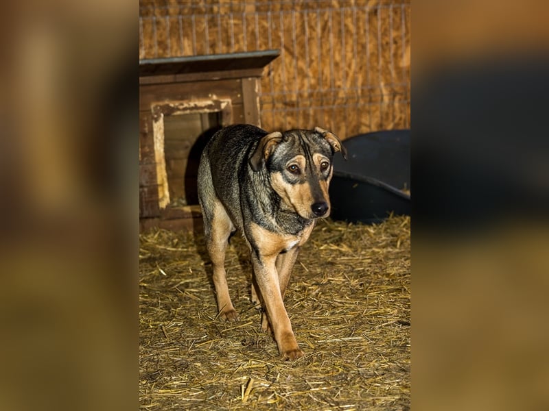 Benny - Angsthündin die die Hoffnung nicht aufgibt!