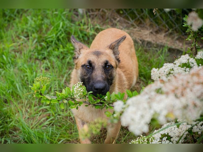 DELIA - die verspielte, aktive und menschenbezogene Maus sucht ein liebes Zuhause