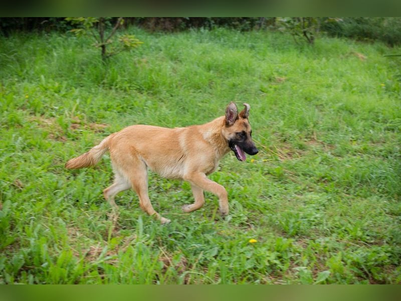 DELIA - die verspielte, aktive und menschenbezogene Maus sucht ein liebes Zuhause