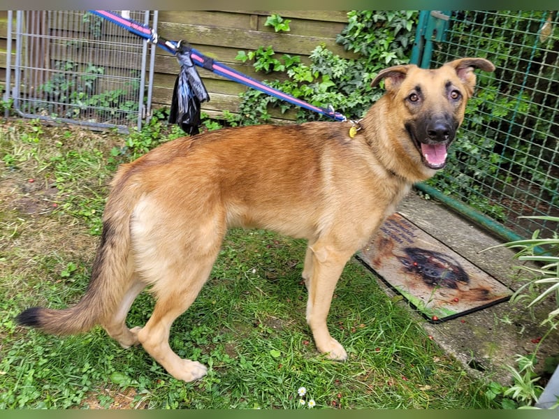 Liebe junge Schäferhund Hündin, Anfängerhund Mischling Malinois, Hund weiblich, Junghund, Tierschutz