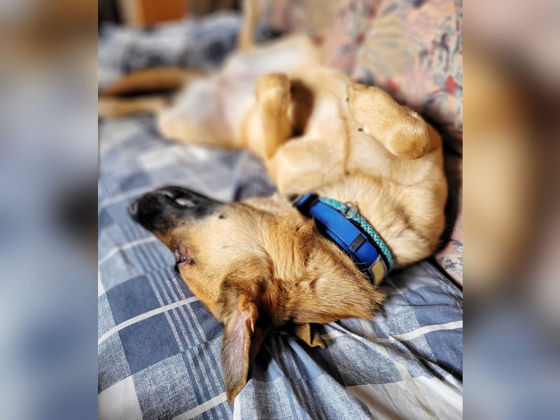 Liebe junge Schäferhund Hündin, Anfängerhund Mischling Malinois, Hund weiblich, Junghund, Tierschutz