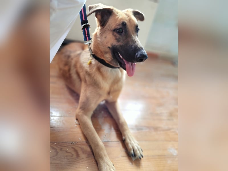 Liebe junge Schäferhund Hündin, Anfängerhund Mischling Malinois, Hund weiblich, Junghund, Tierschutz