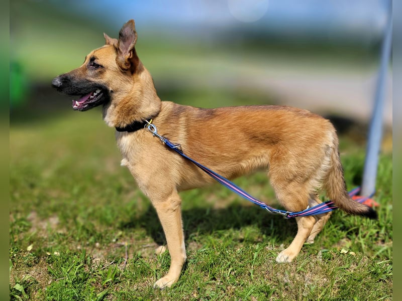 Liebe junge Schäferhund Hündin, Anfängerhund Mischling Malinois, Hund weiblich, Junghund, Tierschutz