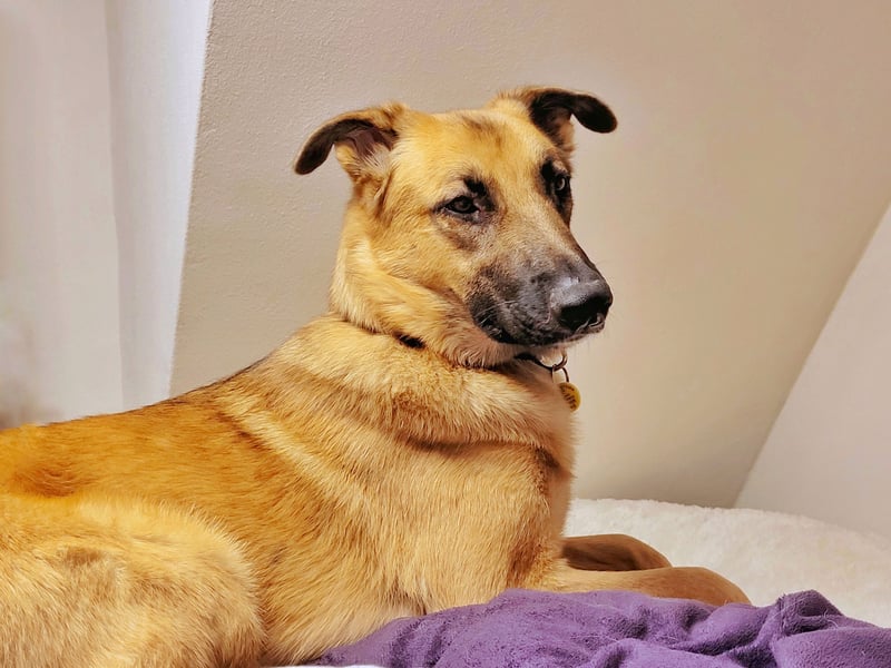 Liebe junge Schäferhund Hündin, Anfängerhund Mischling Malinois, Hund weiblich, Junghund, Tierschutz