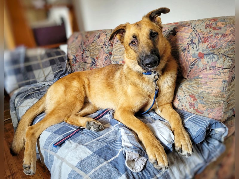 Liebe junge Schäferhund Hündin, Anfängerhund Mischling Malinois, Hund weiblich, Junghund, Tierschutz