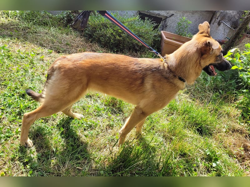 Liebe junge Schäferhund Hündin, Anfängerhund Mischling Malinois, Hund weiblich, Junghund, Tierschutz
