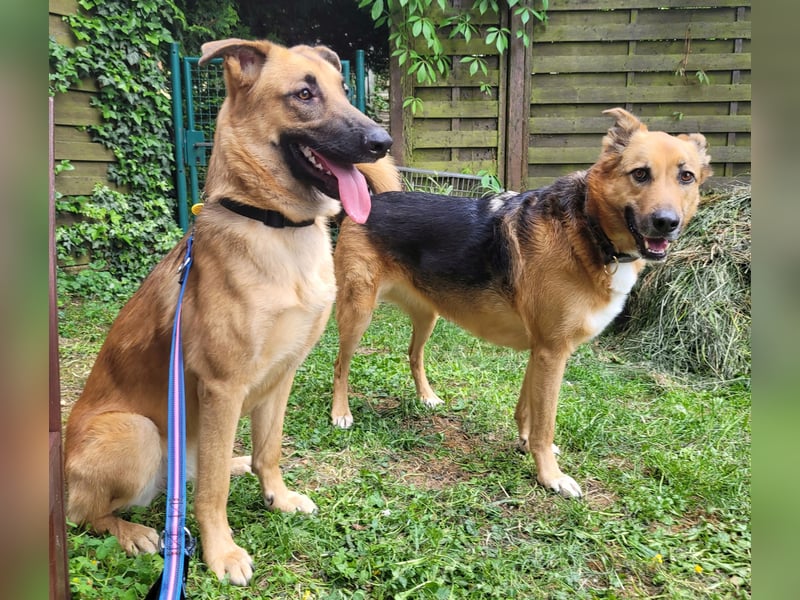 Liebe junge Schäferhund Hündin, Anfängerhund Mischling Malinois, Hund weiblich, Junghund, Tierschutz