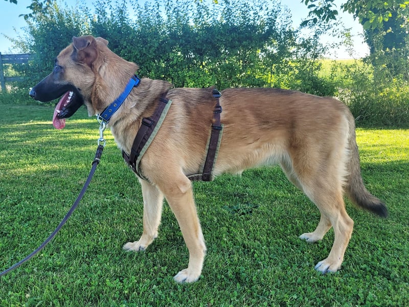 Liebe junge Schäferhund Hündin, Anfängerhund Mischling Malinois, Hund weiblich, Junghund, Tierschutz