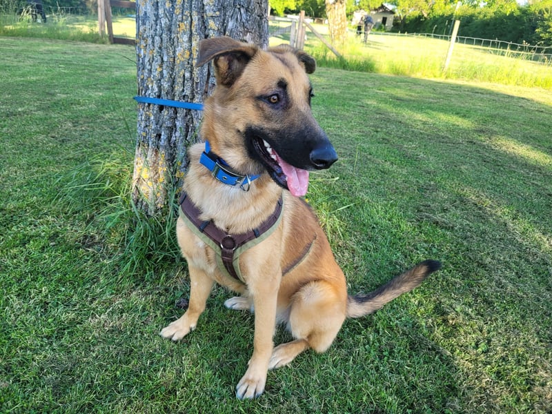 Liebe junge Schäferhund Hündin, Anfängerhund Mischling Malinois, Hund weiblich, Junghund, Tierschutz