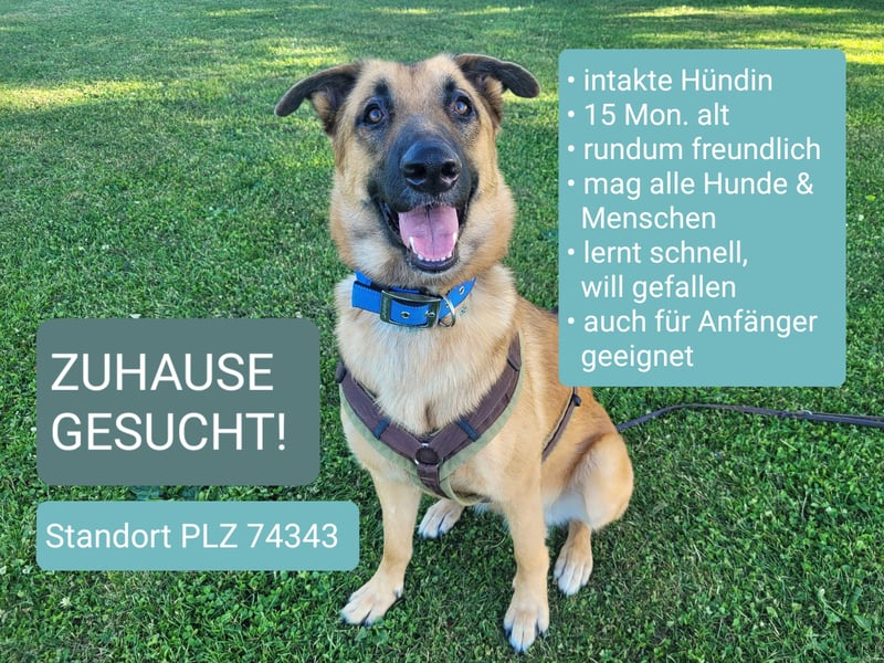 Liebe junge Schäferhund Hündin, Anfängerhund Mischling Malinois, Hund weiblich, Junghund, Tierschutz