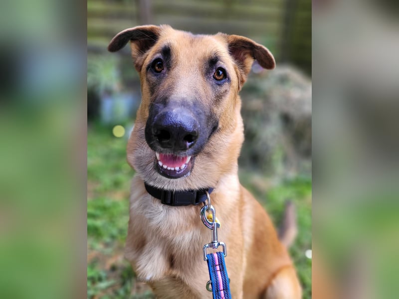 Liebe junge Schäferhund Hündin, Anfängerhund Mischling Malinois, Hund weiblich, Junghund, Tierschutz