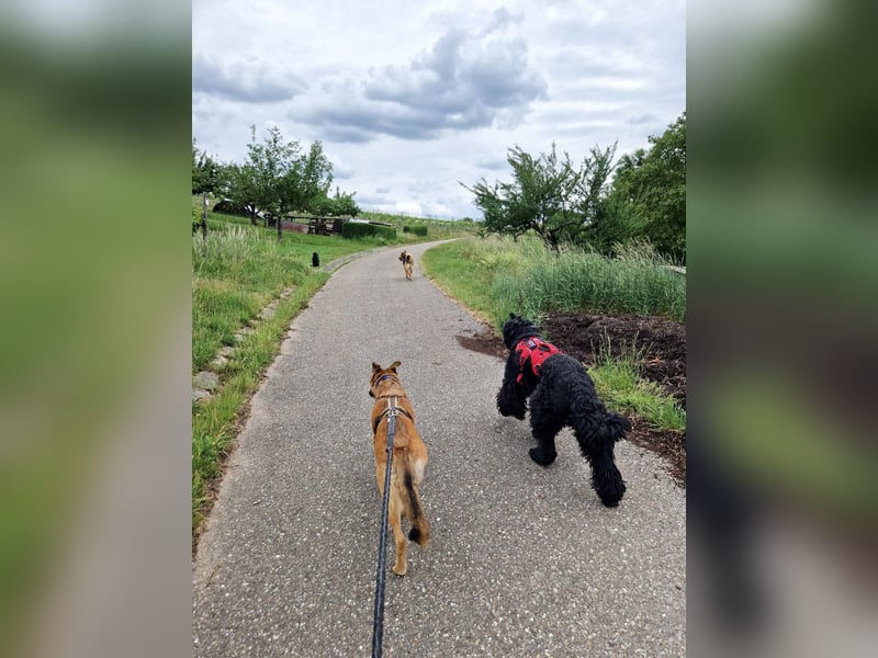 Liebe junge Schäferhund Hündin, Anfängerhund Mischling Malinois, Hund weiblich, Junghund, Tierschutz