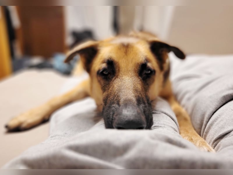Liebe junge Schäferhund Hündin, Anfängerhund Mischling Malinois, Hund weiblich, Junghund, Tierschutz