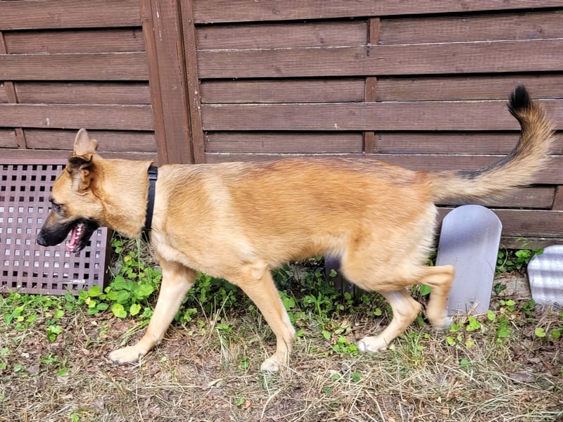 Liebe junge Schäferhund Hündin, Anfängerhund Mischling Malinois, Hund weiblich, Junghund, Tierschutz
