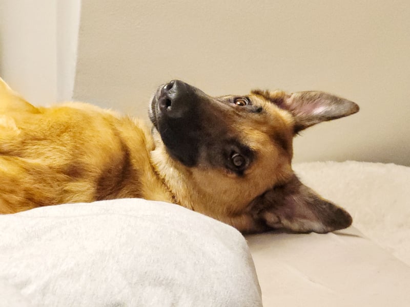 Liebe junge Schäferhund Hündin, Anfängerhund Mischling Malinois, Hund weiblich, Junghund, Tierschutz