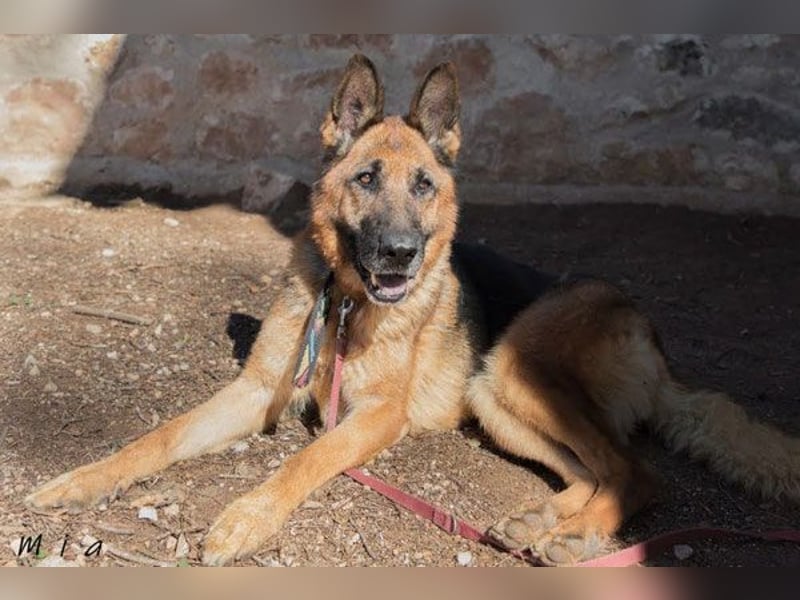 MIA (W)-intelligent, aufmerksam, liebenswürdig, will gefallen