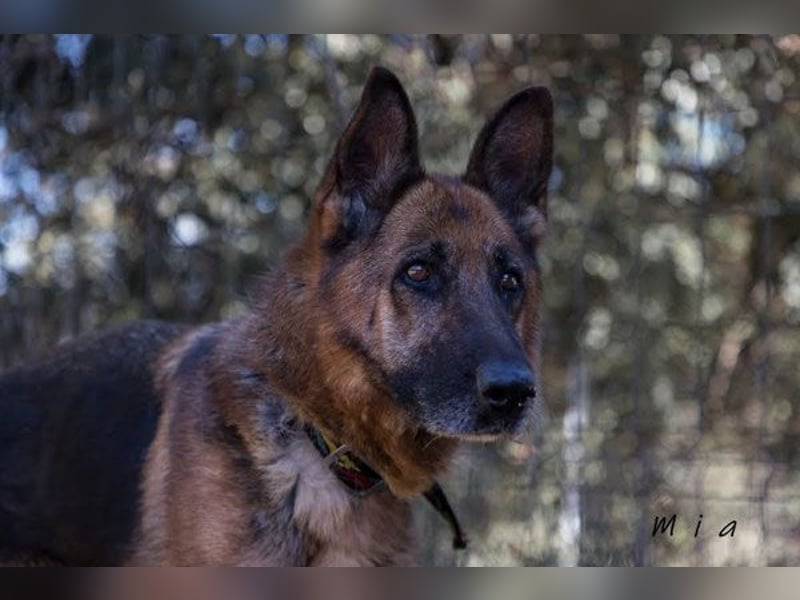 MIA (W)-intelligent, aufmerksam, liebenswürdig, will gefallen