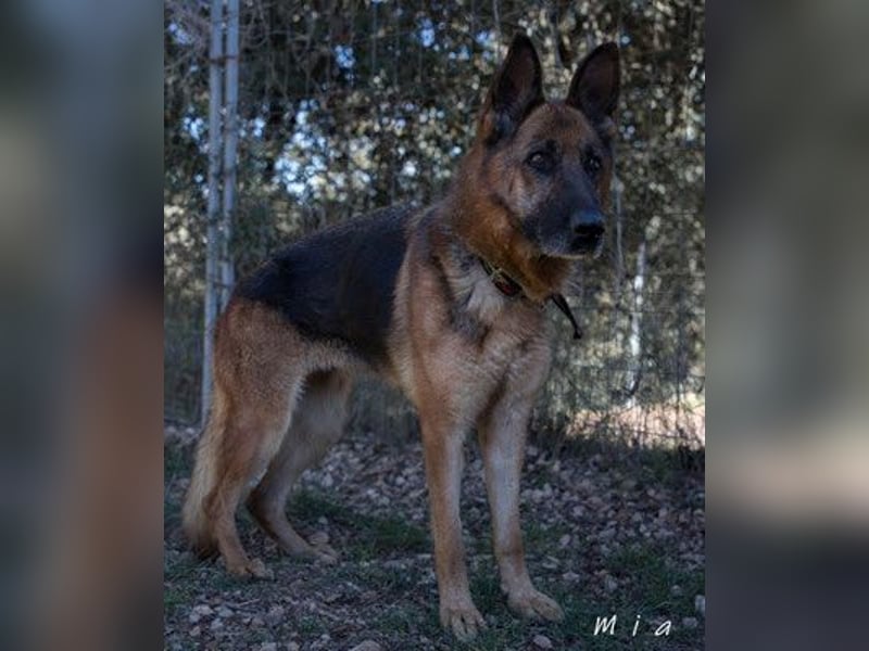 MIA (W)-intelligent, aufmerksam, liebenswürdig, will gefallen
